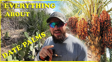 The ULTIMATE Date Palm Growing Guide