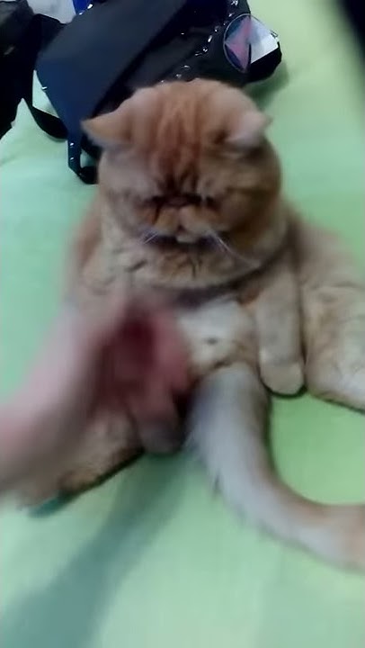 Кот как человек!кот как ребенок - YouTube