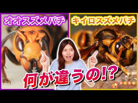 Difference between Giant hornet and Yellow hornet