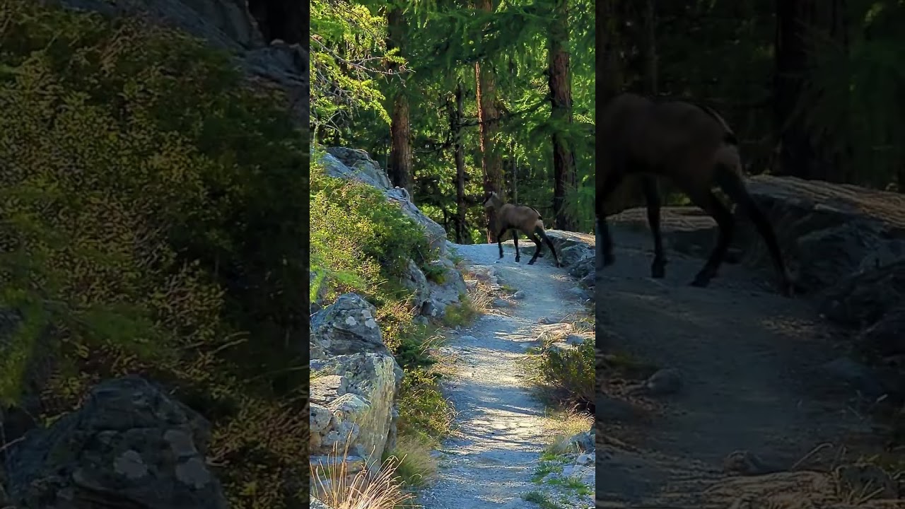 Lovely Chamois Encounter in Zermatt Switzerland  🍁🍂🇨🇭