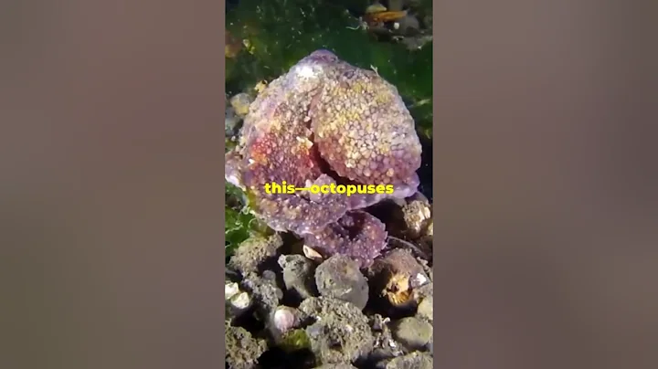 Unveiling Octopus Intelligence: Three Hearts, Nine Brains, and Astonishing Problem-Solving Skills!