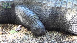 Amputee Alligator Waves Hello