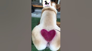 Cắt tỉa tạo mẫu hình trái tim ngay mông bé corgi siêu đáng yêu