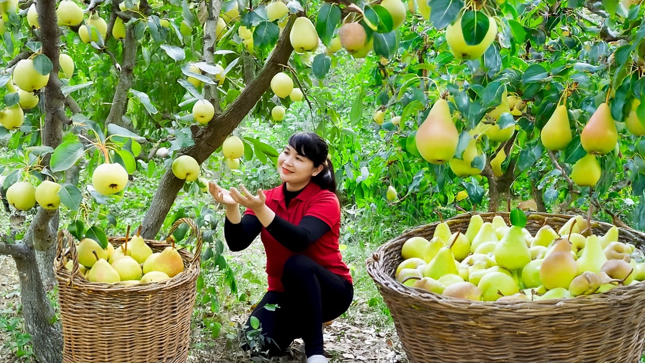 How To Harvest Pear, goes to the market to sell - Harvesting and Cooking |Tieu Vy Daily Life
