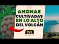 #ElSalvador | ¡ASÍ SON LAS ANONAS CULTIVADAS EN EL VOLCÁN DE CONCHAGUA!