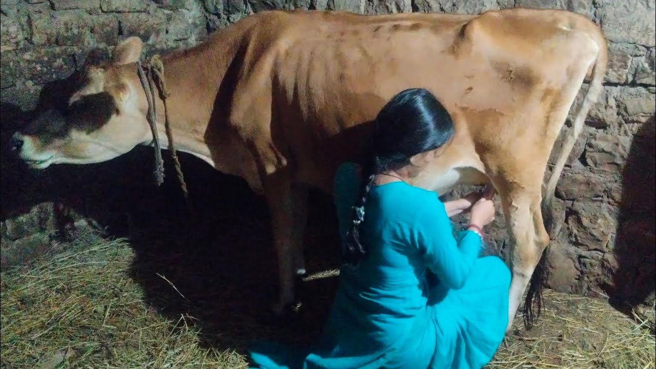 How to do cow milking 🐄||desi style of cow milking 🐄