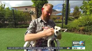 Pet Tales: Keese