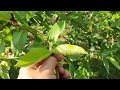 WHY I PINCH OFF Guava Tree TIPS In Summer