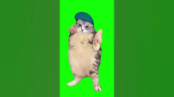 Cat Dancing To Girlfriend Green Screen Shorts 猫 猫ミーム ダンス猫 猫マニア 素材 Catmemes Greenscreen Catdancing 