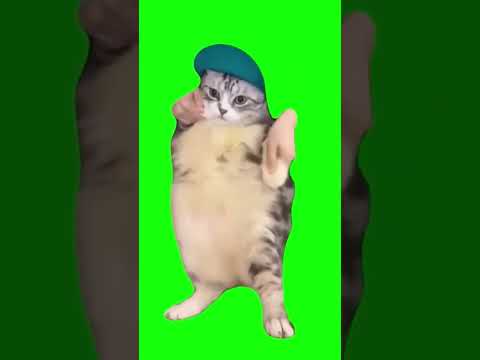 Cat Dancing To Girlfriend Green Screen Shorts 猫 猫ミーム ダンス猫 猫マニア 素材 Catmemes Greenscreen Catdancing