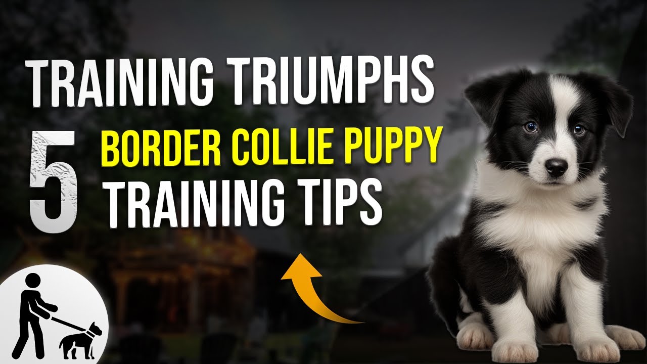 Training Triumphs 5 Border Collie Puppy Training Tips 🐶 - YouTube