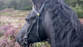 Frieser. Esper Og Mie Luna. Rio. Året Der Gik...glædelig Jul 2020