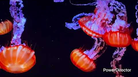 Project 12-09(2)_Full HD 1080p.mp4