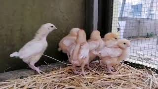 Meet The Chicks - Chirpy Chirpy Tweet Tweet