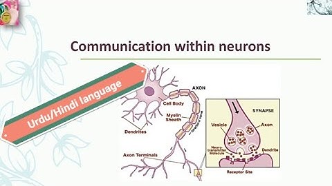 Communication within neurons | neurons | in urdu/Hindi language | by dear knowledge