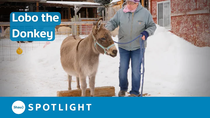 Donkeys are more than just fun pets - Meet Lobo th...