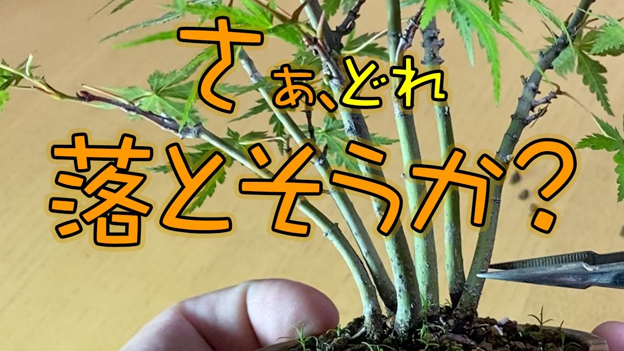 1本切る！」山もみじ6幹寄せ植え Cut off one tree from a group of