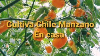 COMO SEMBRAR CHILE MANZANO EN CASA CON POCA AGUA