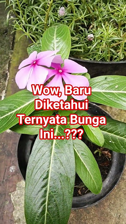 Aku Pikir Cuma Rumput Liar, Ternyata Bunga Cantik Ini. Ada yang Tau Ini Bunga Apa? #bunga #vinca