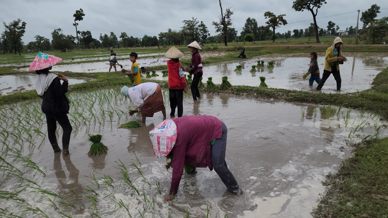 ดำนารับจ้าง #ครอบครัวลูก7 นำทีมโดยอีแม่สอน นาแข็งโพดโพอิแม่ว่า สู้ๆอิแม๊