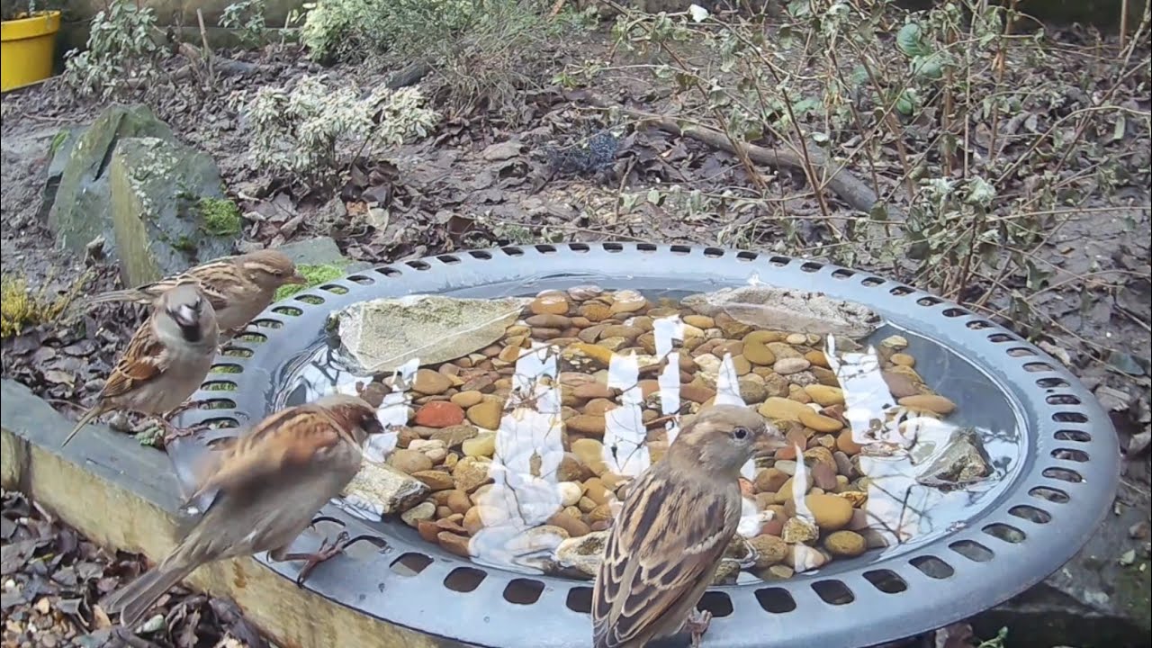 A Day On The Bird Bath In Under Two Minutes What Birds Can You See And A Day On The Bird Bath In Under Two Minutes What Birds Can You See And