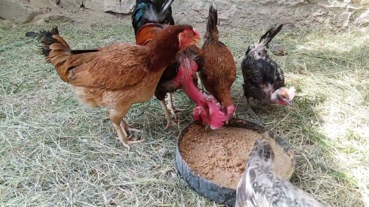 افضل علف دجاج؟؟ 