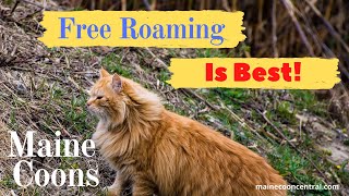 Maine Coon Roaming: 15 Important Facts