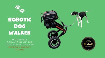 Bipedal Robot Dog Walker IN REAL LIFE | TRON1