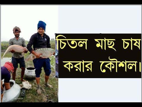 ভিডিও: ইমেজ পরামর্শদাতারা কত করে?