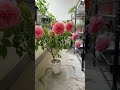7/5 薔薇ロマンティックアンティークが鮮やかに今年2回目の満開を迎えました❣️