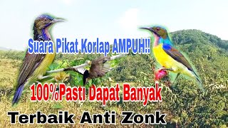 PALING AMPUH!! Suara Pikat Burung Kolibri Kelapa Manggar Terbaik Anti Gagal @ObonChannel