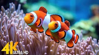 Aquarium 4K VIDEO (ULTRA HD)  Beautiful Coral Reef Fish  Relaxing Sleep Meditation Music #111