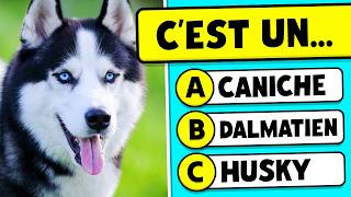 Devine la RACE de CHIEN 🐶🤔✅ | QUIZ ANIMAUX 🐾 screenshot 3