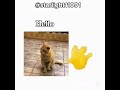 Hello! #cat #hello #cute