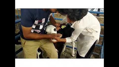 How to administer inforce 3 vaccine in calves.