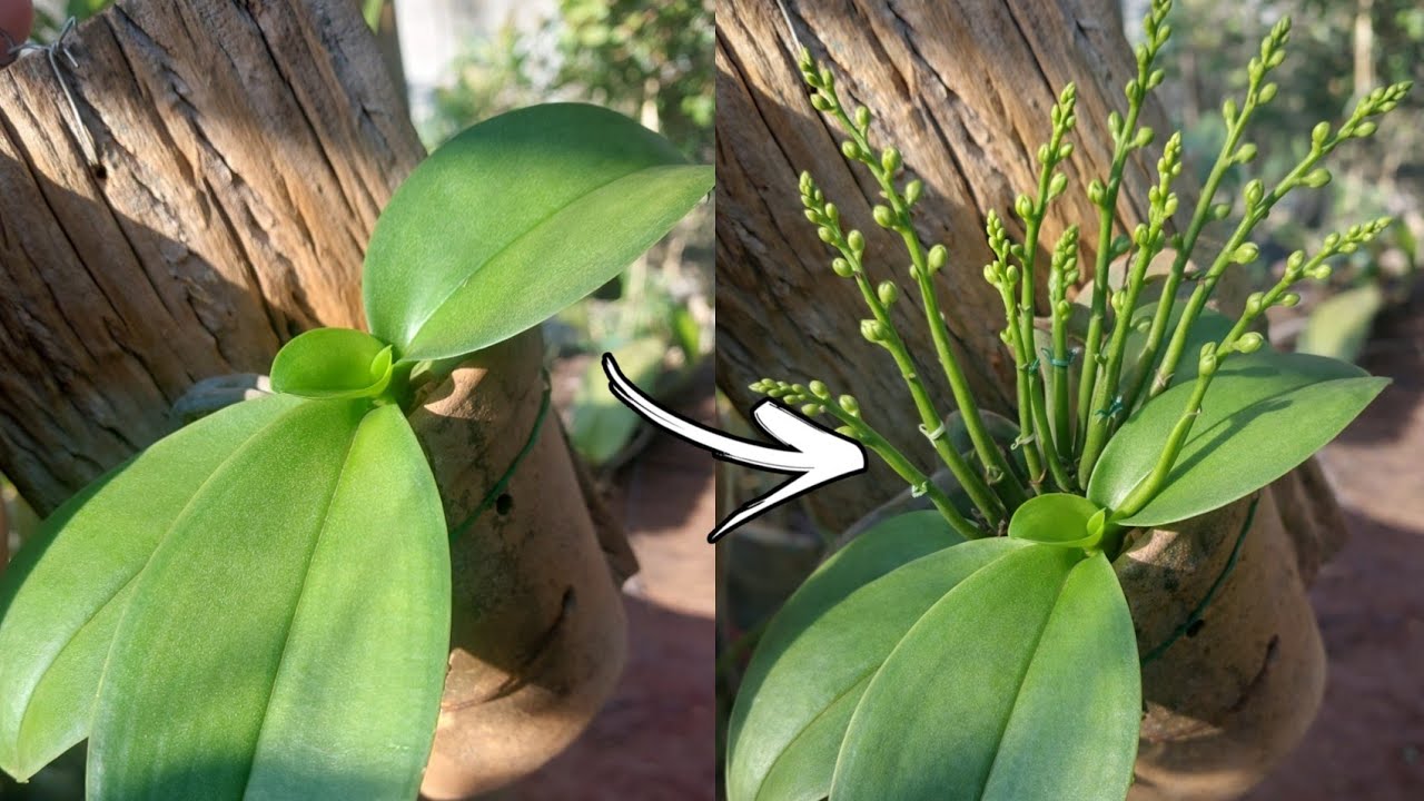 FAÇA QUALQUER ORQUÍDEA FLORIR EM POUCOS DIAS!!!