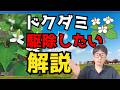 【雑草対策】ドクダミを駆除する簡単な考え方と方法