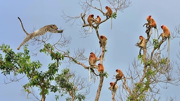 MELUNCUR DARI PUNCAK POHON, 11 Aksi Berburu Paling G1LA Macan Tutul Terekam Kamera Di Alam Liar