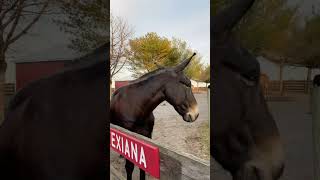 Welcome home Jack!  #horse #horserescue #wildliferescue
