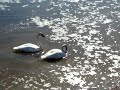 Swan ́s alfa vs juvéniles BATTLE