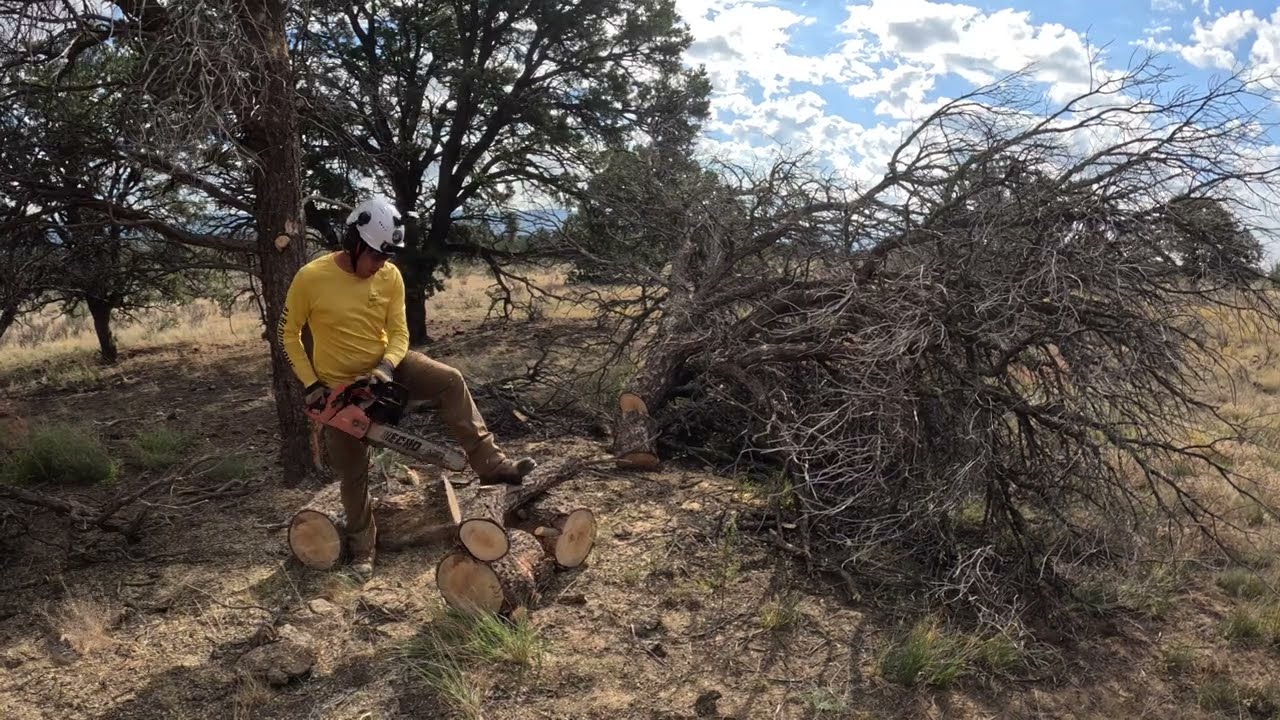 WOW! DEAD BUT STILL TOUGH!! CUTTING DOWN DEAD PINYON TREES! FIREWOOD ...