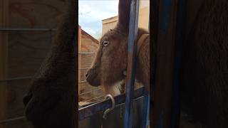 The Not So Fun Part #nofun #goat