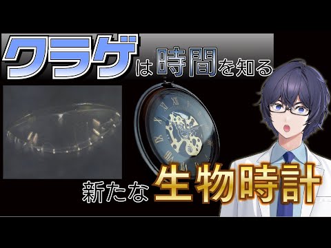 概日時計は何度も進化した⌚ ― クラゲで見つかった新たな時計🪼 #たかとー研究室