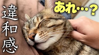 飼い主にしか気づけない猫の違和感を感じたので急遽病院へ連れて行くことになりました。