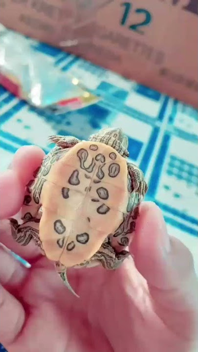 Pertumbuhan kura-kura selama 1 tahun. (my turtle story)