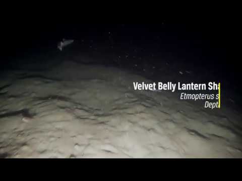 Velvet Belly Lanternshark filmed at 122 m depth | Blueye Pioneer underwater drone