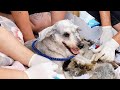 Rescue Two Poor Dogs Thrown Away As Garbage After Being Used For Breeding Puppies