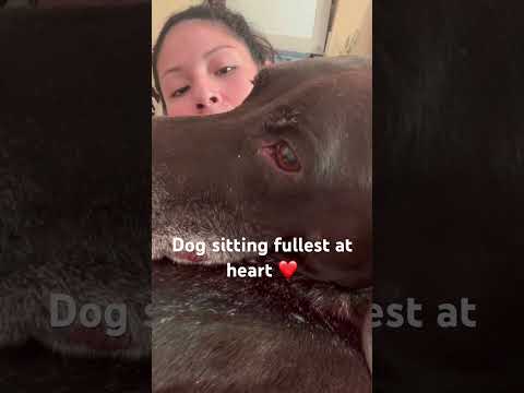 Dogsitter Doglove All Day Everyday Gratitude Love Frequency