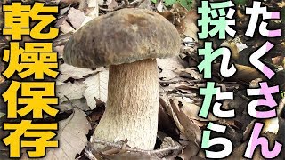 ヤマドリタケモドキがたくさん採れた時は乾燥保存がお手軽 - YouTube