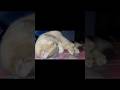 11 month old kitten cat Pepper sleeping head up on plastic box